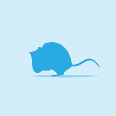 Illustration of a Mouse